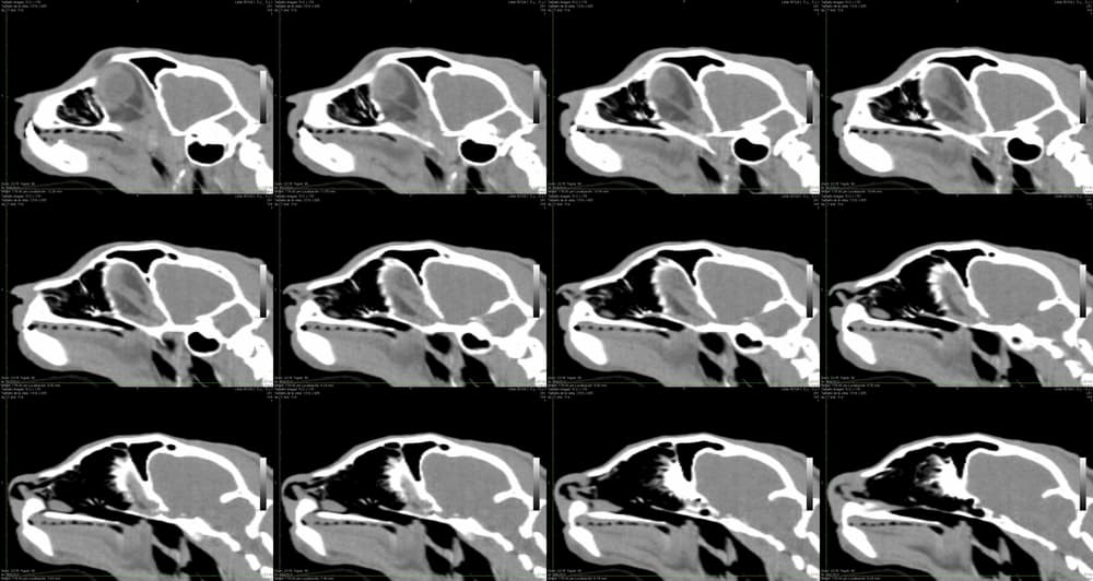 CT of a cat's head