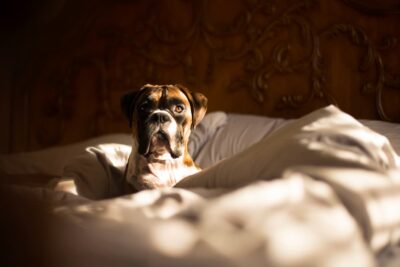 Hypothyroidism in Dogs