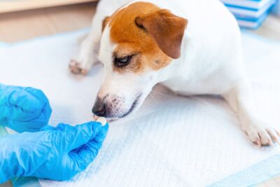 Ketoconazole for Dogs