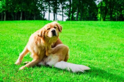14 Dog Allergy Symptoms You Shouldn’t Ignore 14 Dog Allergy Symptoms You Shouldn’t Ignore