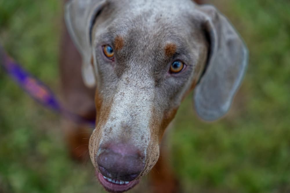 Blue Doberman in the park