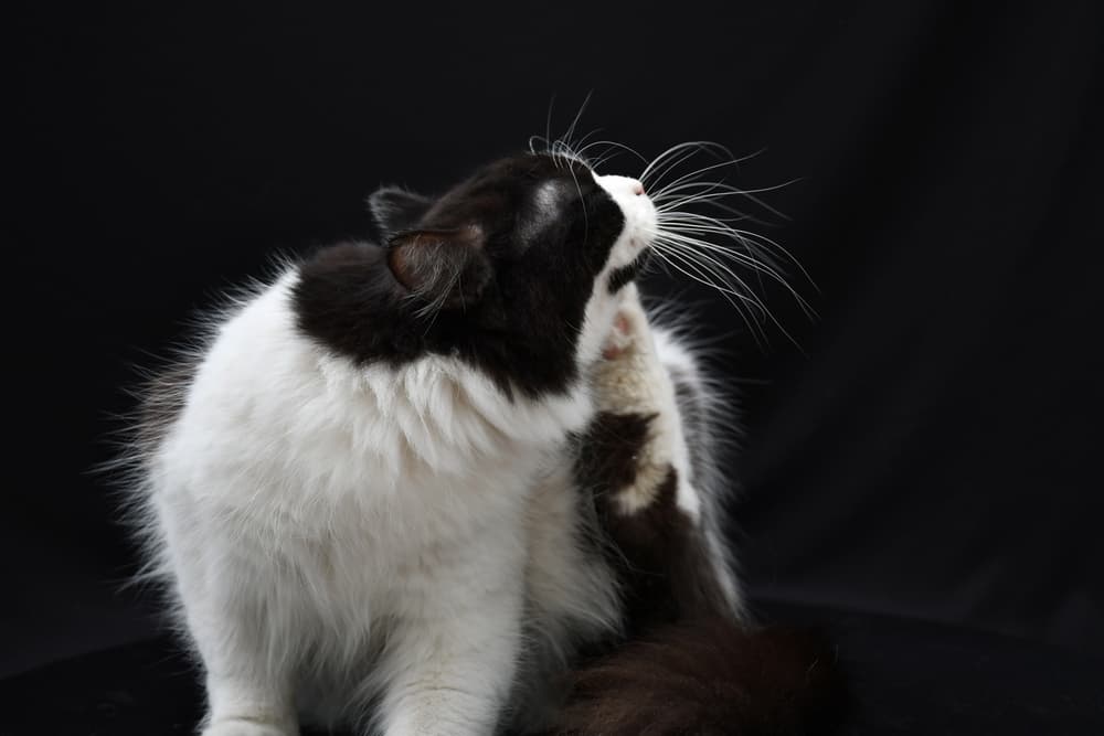 Cat scratching