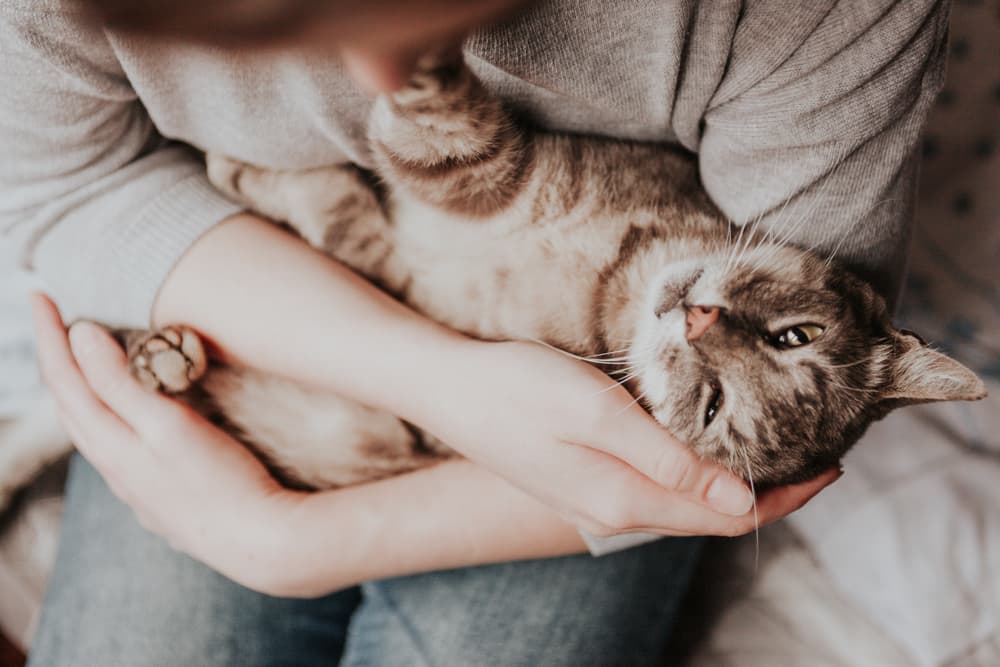 Cat being comforted by owner