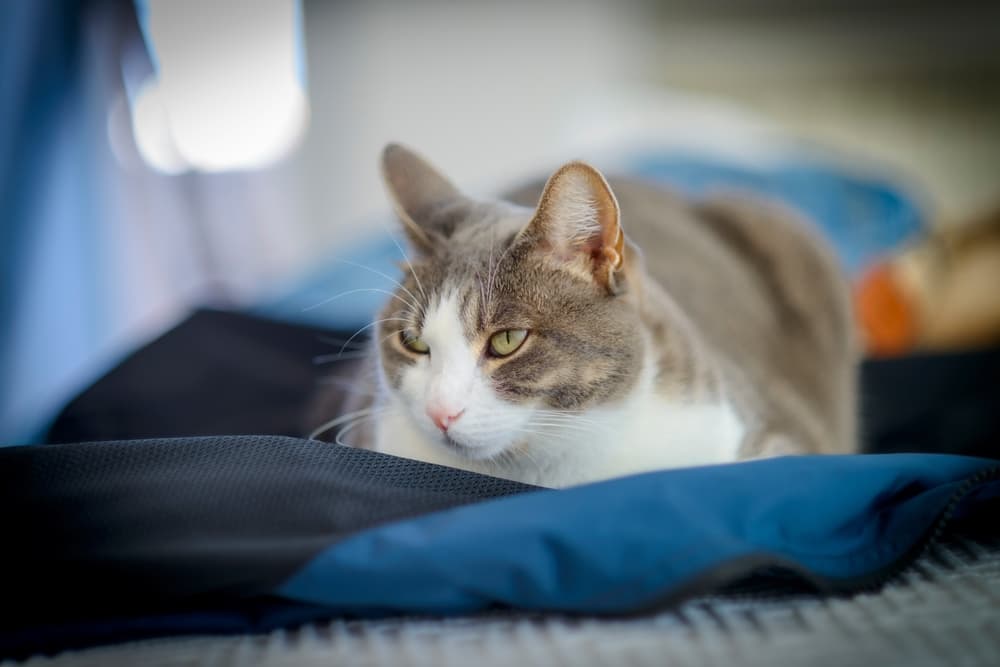 Cat snuggled in a blanket at home