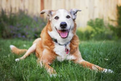 4 Fun Training Exercises to Do with Senior Dogs 4 Fun Training Exercises to Do with Senior Dogs