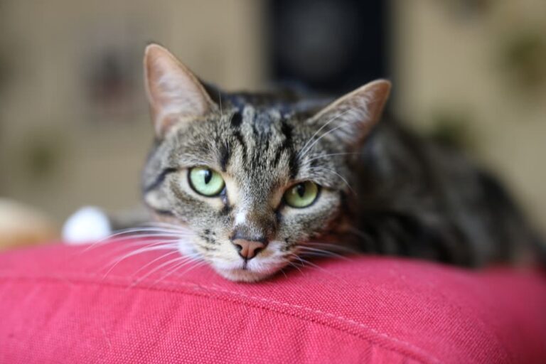 Cat in pain laying on the couch