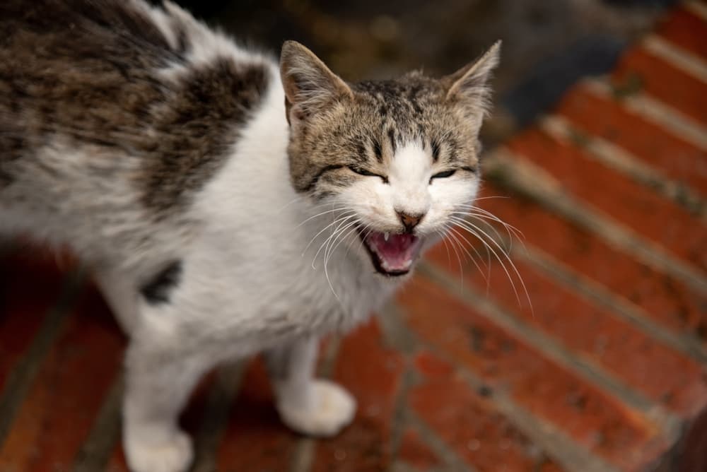 Cat meowing