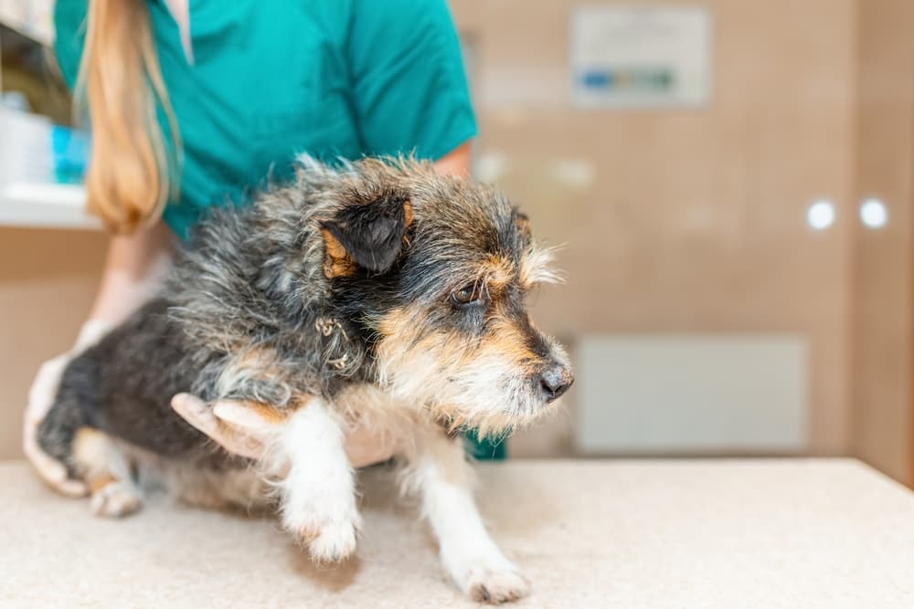 Dog at the vet