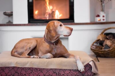 ​​Old Dog Peeing in the House: 6 Tips to Help