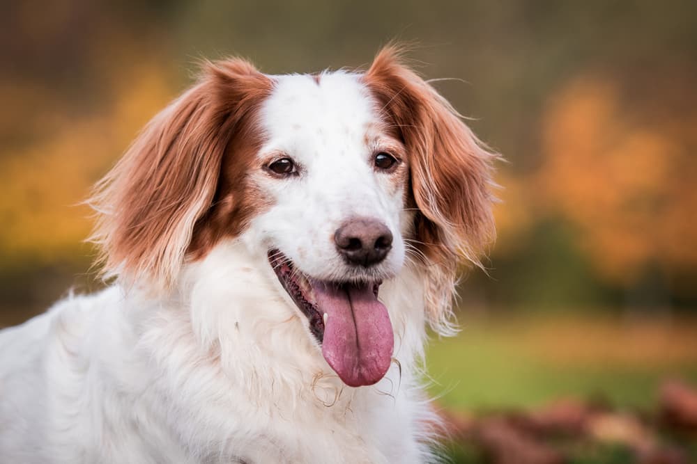 Dog outside happy