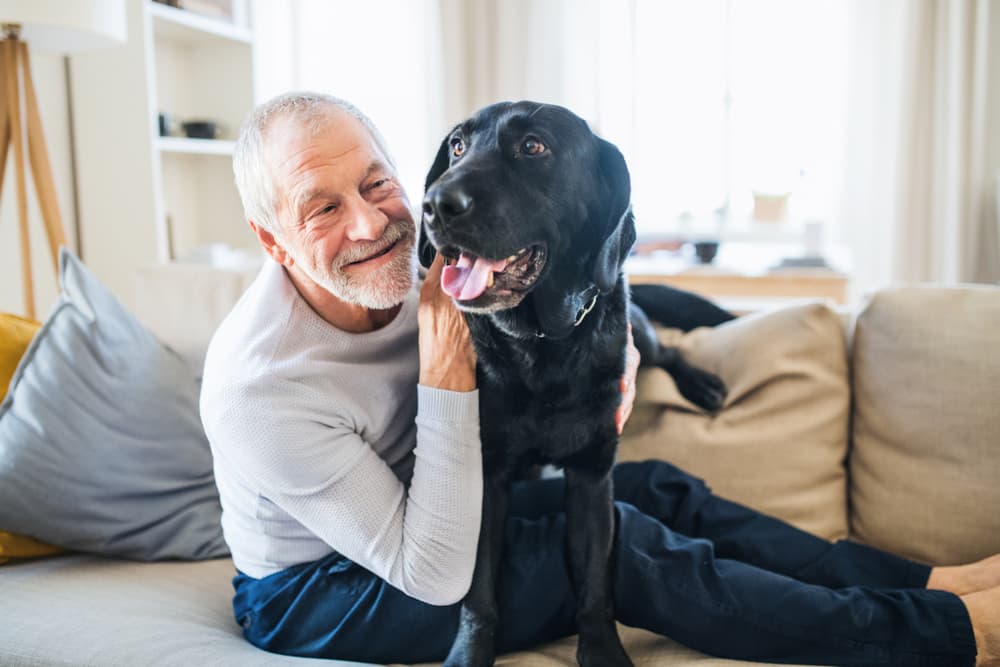 Dog at home with owner