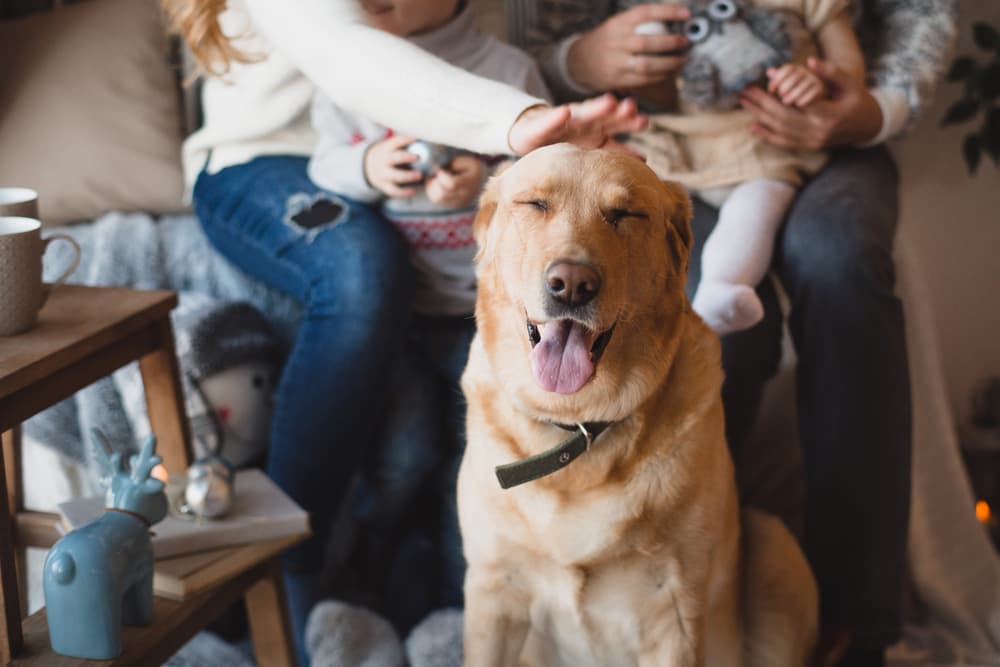 Patting dog at home