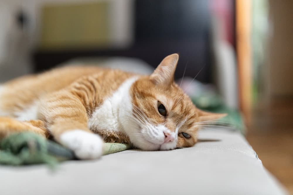 Senior cat at home laying down
