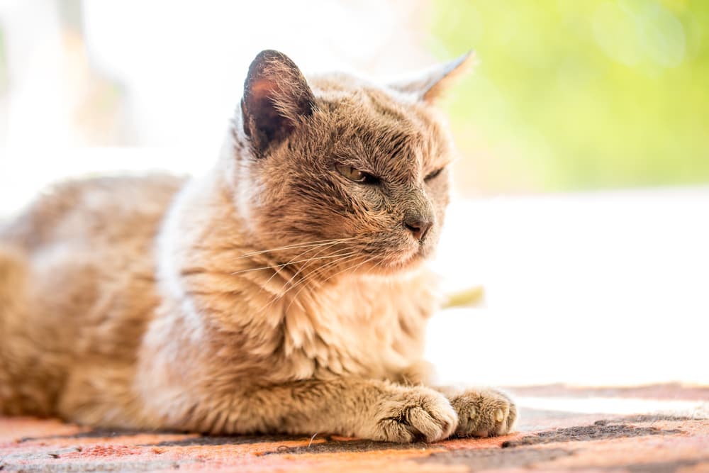 Senior cat laying in the sun