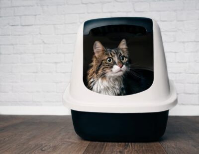 Abnormal Cat Poop Chart: What Colors and Consistencies Mean