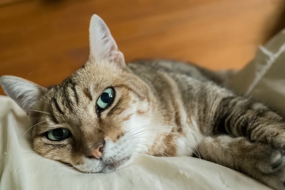 Senior-Cat-Care-call-vet