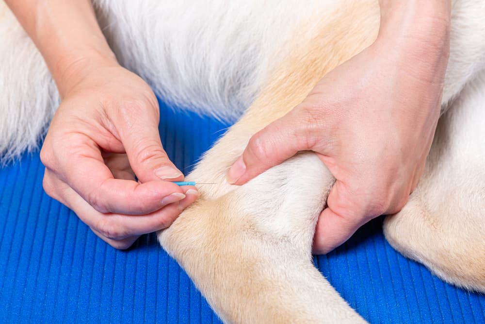 Dog being treated with acupuncture