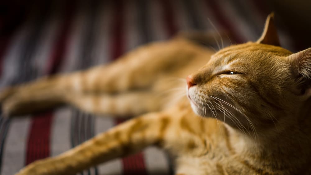 Lethargic cat