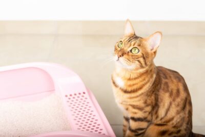 Green Cat Poop: Causes and What It Means
