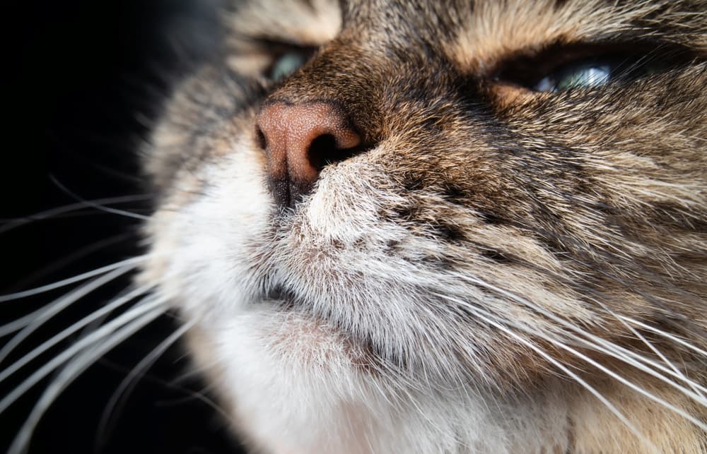 Closeup of a cat's nose