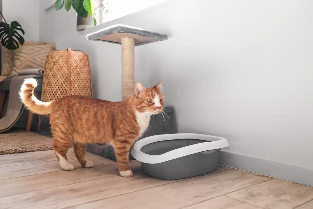  Cat next to litter box and cat tree