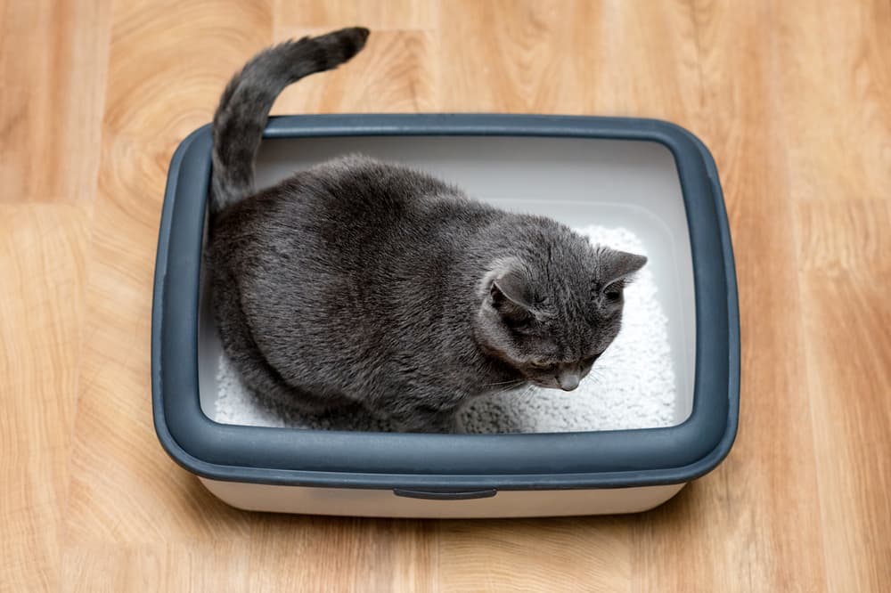 View from above of cat in litter box