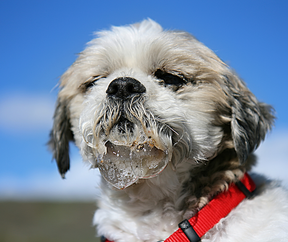Shih tzu with excessive drooling