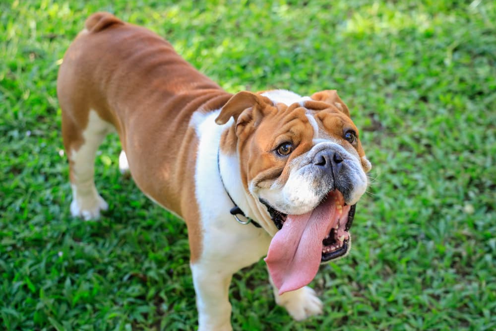 Dog big tongue out at dog boarding facility