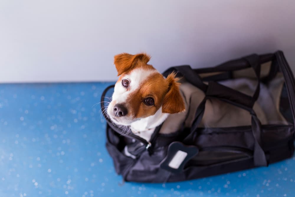 Risks of dog boarding