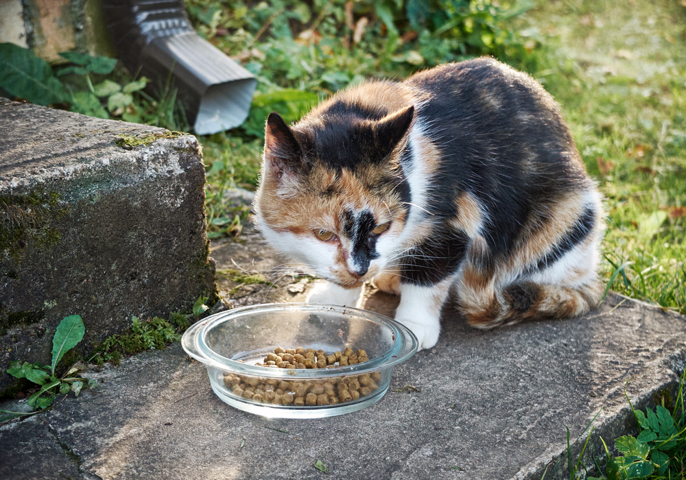 senior cat eating kibble outside