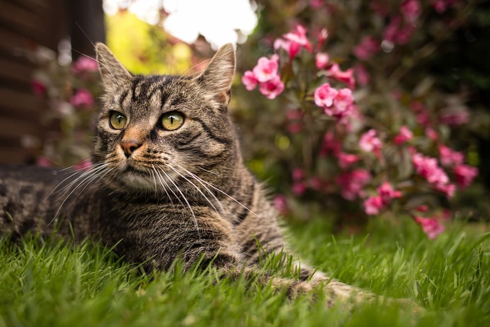 Cat stretching in the grass