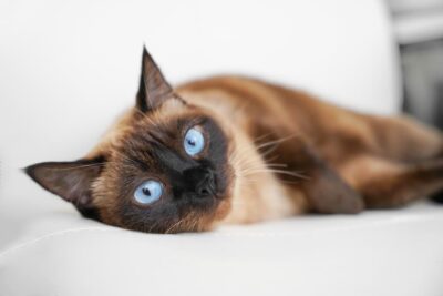 Jaundice in Cats