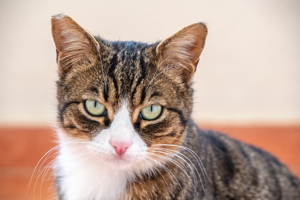 Cat looking at owner happy
