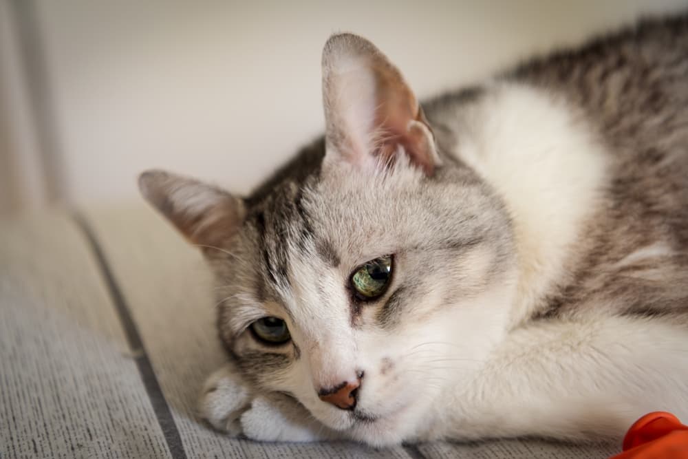 Cat feeling sick at home