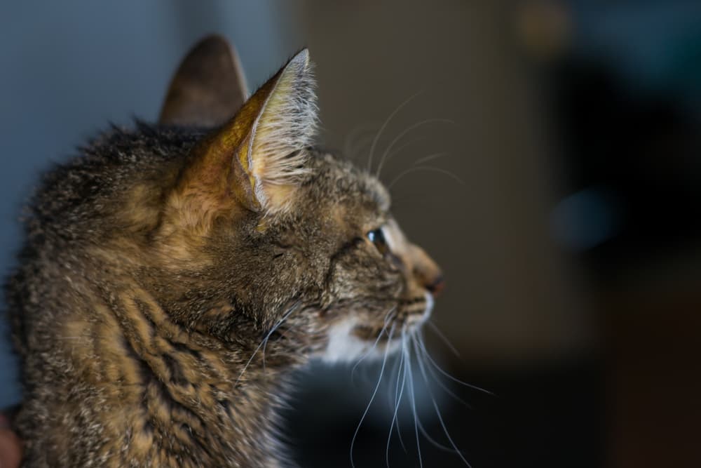 Cat turned to the side has jaundice in cats