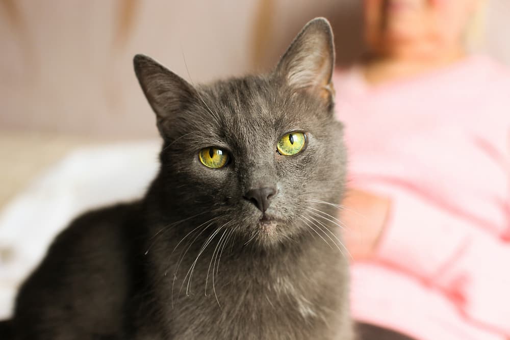 Older Blue Russian cat sitting on owner's lap