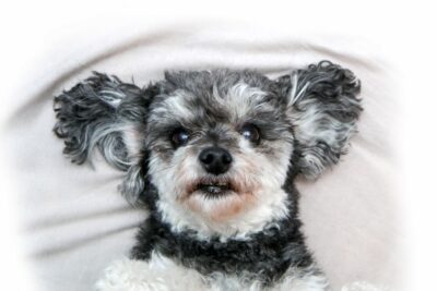 Can Dogs Get Dentures?