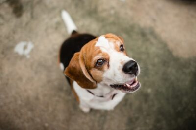Dog Hip Pain: Signs and How to Help 