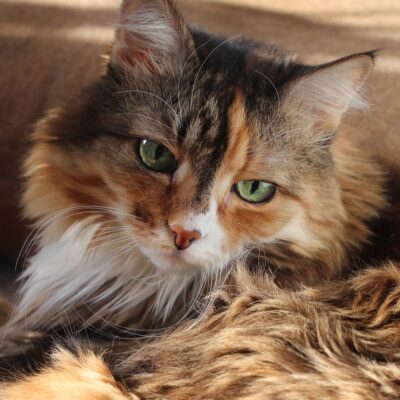 9 Ways to Show Your Senior Cat Some Extra Love