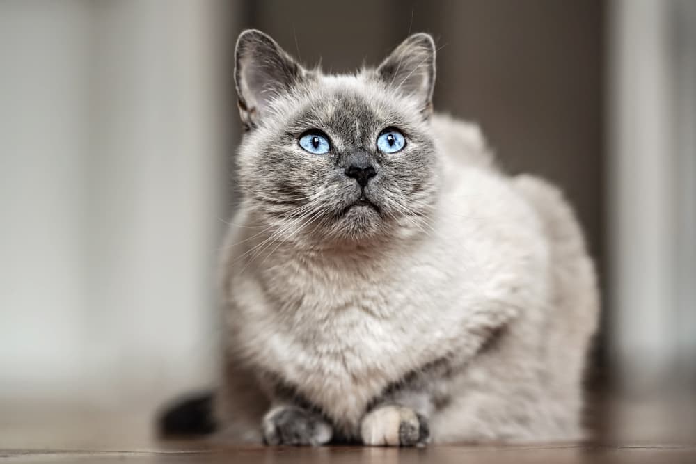 Older gray cat with blue eyes laying on wooden floor