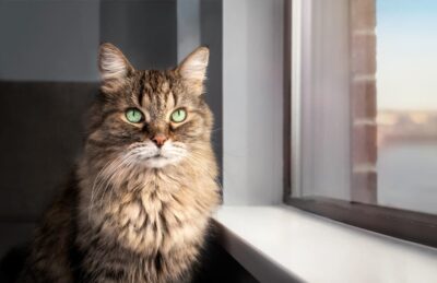 Adopting a Senior Cat: 9 Things You Need to Know