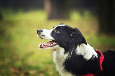 Omeprazole for Dogs