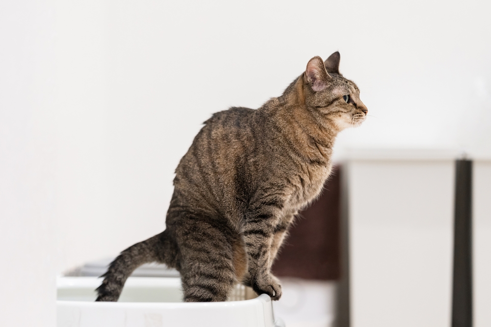 Cat pooping in litter box