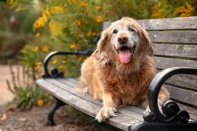 8 Things Your Senior Dog Wants You To Know
