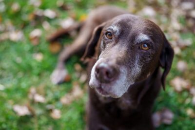 8 Things Your Senior Dog Wants You To Know