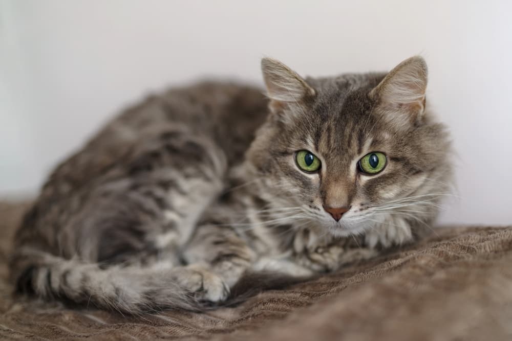 Older cat in quiet space