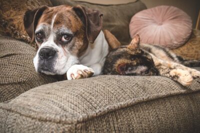 8 Things Your Senior Dog Wants You To Know