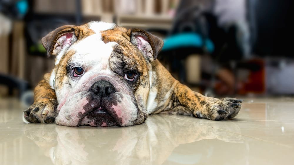 English Bulldog lying down on floor