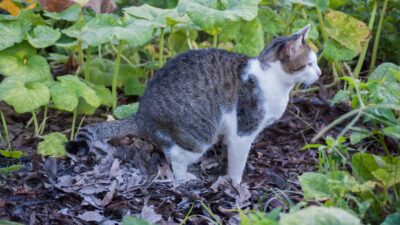 Black Cat Poop: What It Means