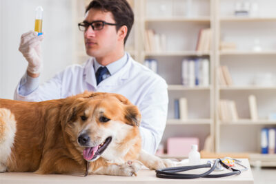 Protein in Dog Urine: What Does It Mean?